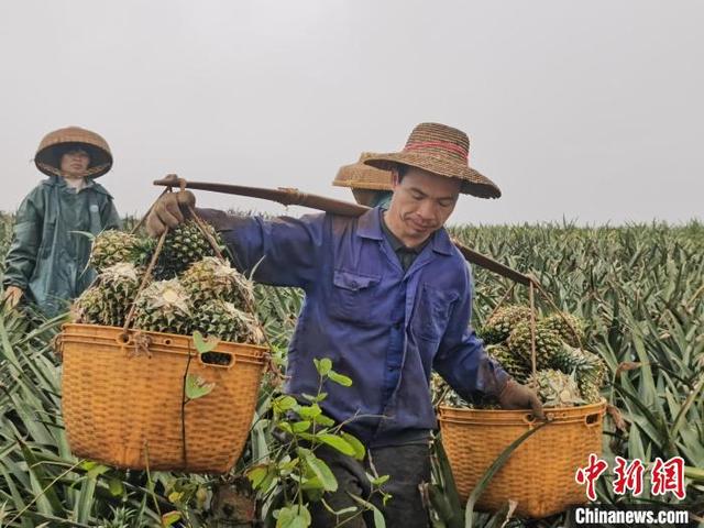 菠萝产地（菠萝产地在哪里）