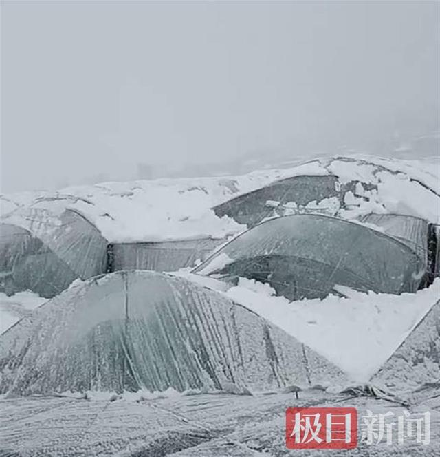 今年三八节买花可能更贵！昆明多处花卉大棚被雪压塌，花市暂停鲜花拍卖