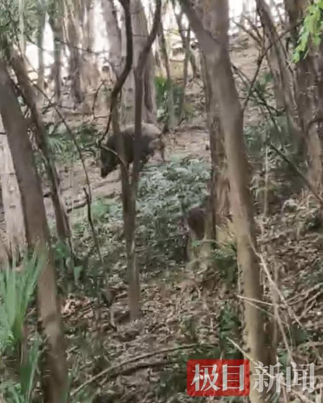 南京一公园游客近距离投喂野猪，管理方：山上野生的