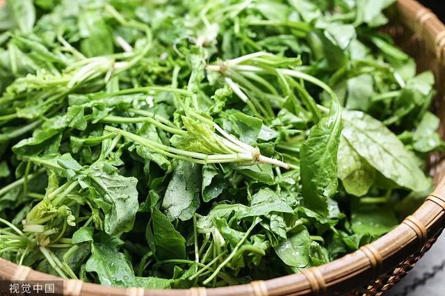 马兰头、荠菜、春桑叶……春蔬不但鲜美，吃对了还是良药