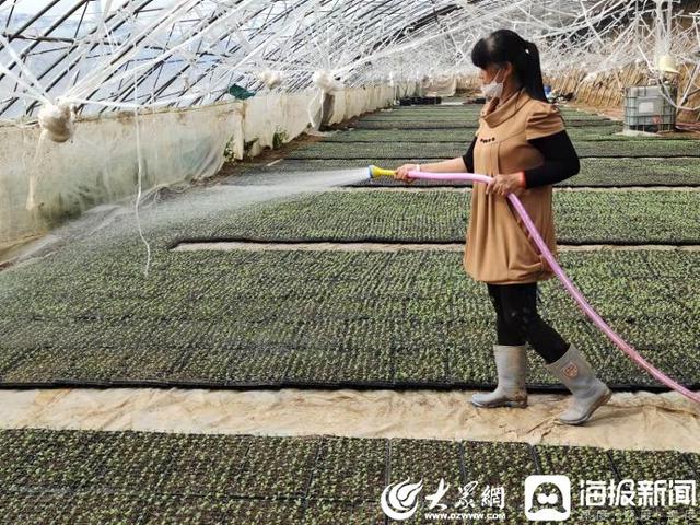 海报探春｜聊城高唐固河镇：大棚育好“致富苗”奏响乡村振兴“春之曲”