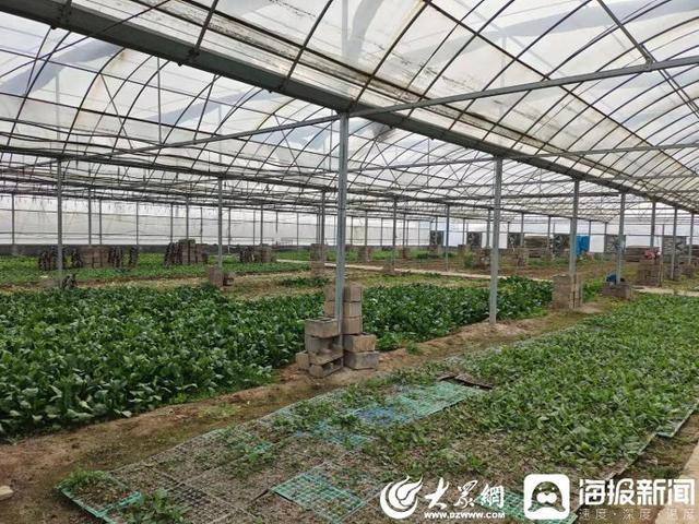 海报探春｜聊城高唐固河镇：大棚育好“致富苗”奏响乡村振兴“春之曲”