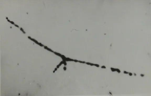 她带领几个人的团队，完成了不亚于世界第一的研究