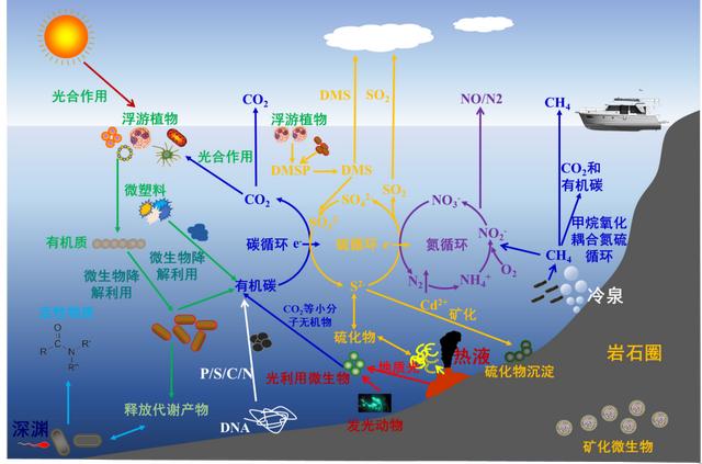 深海到底有没有能利用光的生命存在？