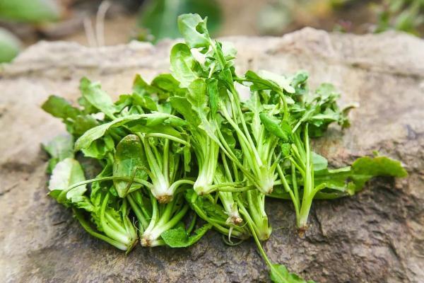 春吃“护生草”，明目强骨，老少皆宜！2种做法一定要知道