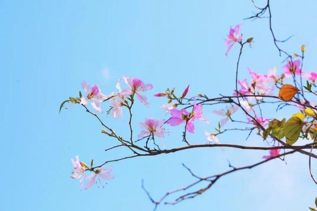 图集 春分云赏花 宝龙的这些花都开了 一起听听它们在呢喃些什么 Zh中文网