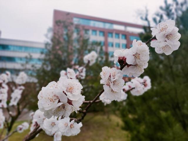 众志成城 齐心战疫｜居家学习的你想念校园吗？那里花儿都开好了 带你云赏花