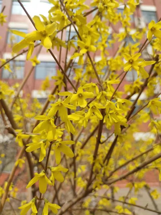 众志成城 齐心战疫｜居家学习的你想念校园吗？那里花儿都开好了 带你云赏花