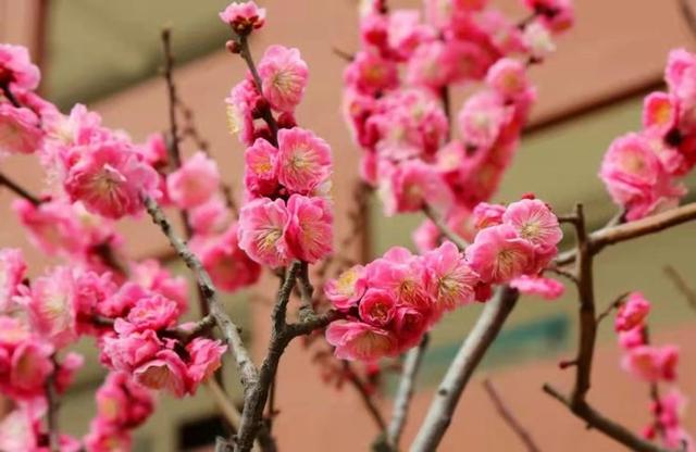 众志成城 齐心战疫｜居家学习的你想念校园吗？那里花儿都开好了 带你云赏花