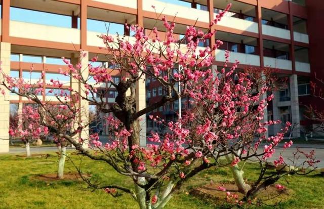 众志成城 齐心战疫｜居家学习的你想念校园吗？那里花儿都开好了 带你云赏花