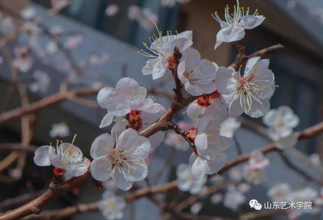 共享校园春光｜山东艺术学院：山艺春分写真集来了