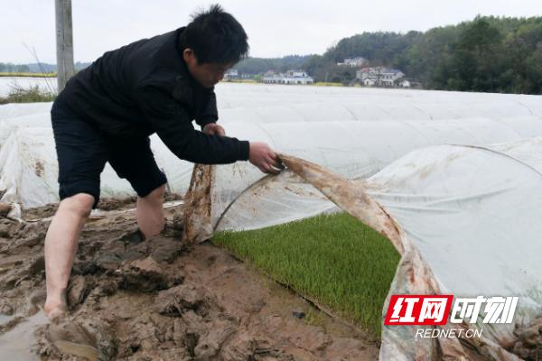 湘乡泉塘镇：按下“农忙键”筑稳早稻丰收压舱石2