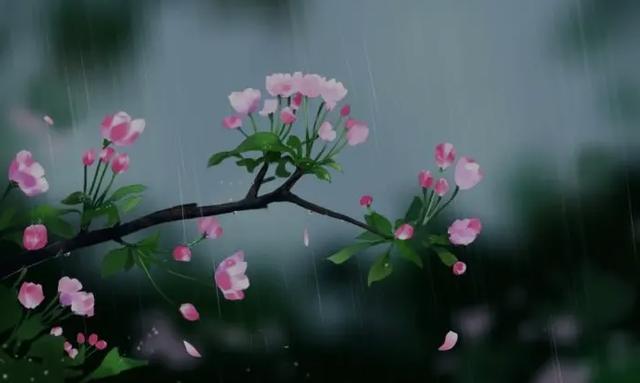 雨后花朵的唯美句子