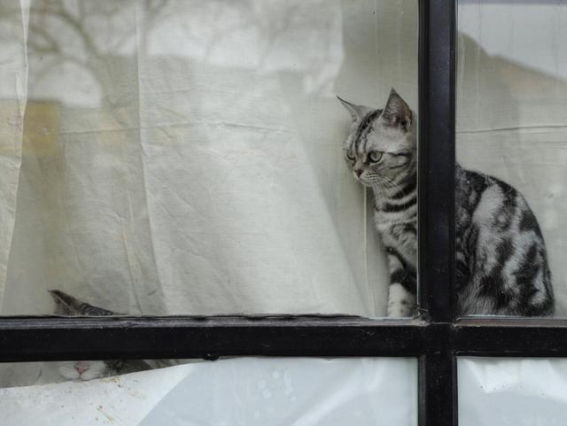 第一次去猫咖的作文300字(300字作文猫咪)