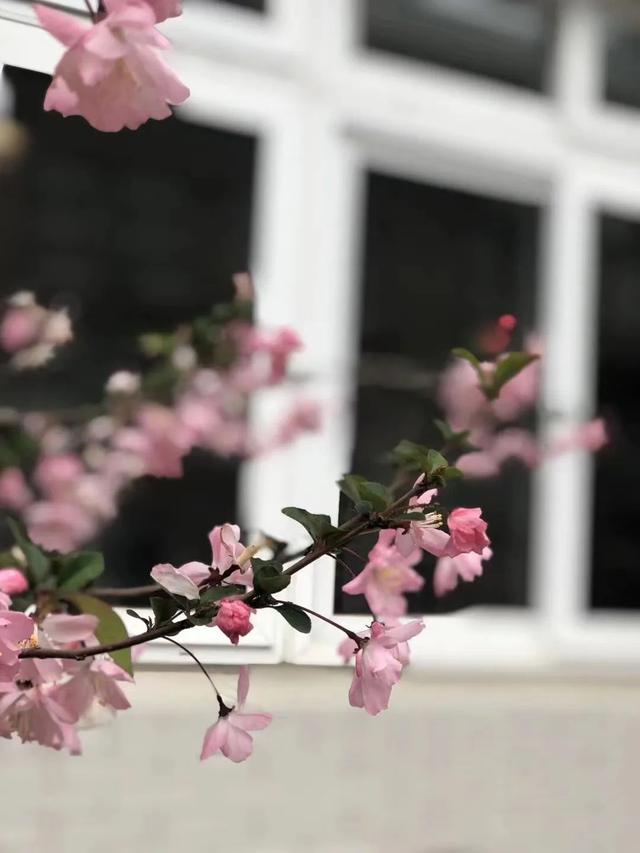 校园春日最终季来啦！春来希望至，期待和孩子们相聚在春日的校园里