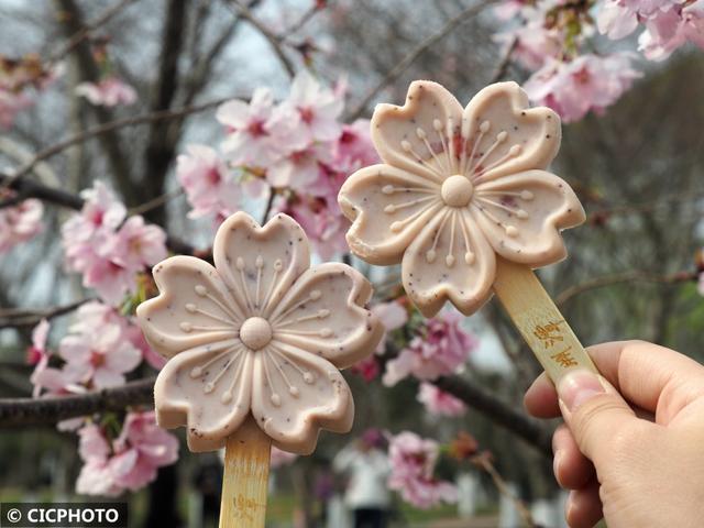 玉渊潭樱花什么时候开