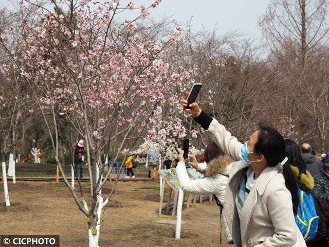 玉渊潭樱花什么时候开