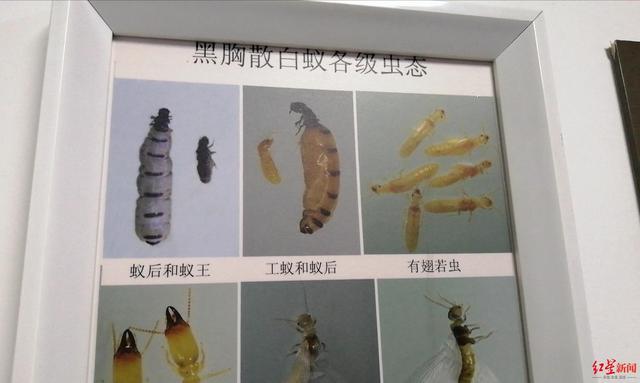 居民家踢脚线被蛀空！成都白蚁分飞期马上到，咋个申请灭蚁？