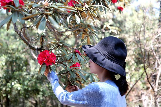 马樱花