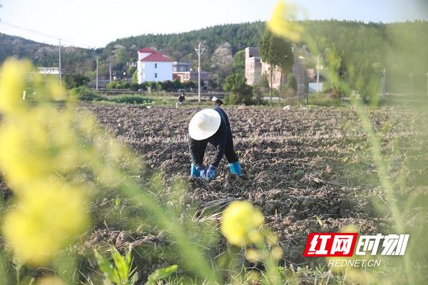 湖南新田：党支部领办合作社 壮大村集体经济