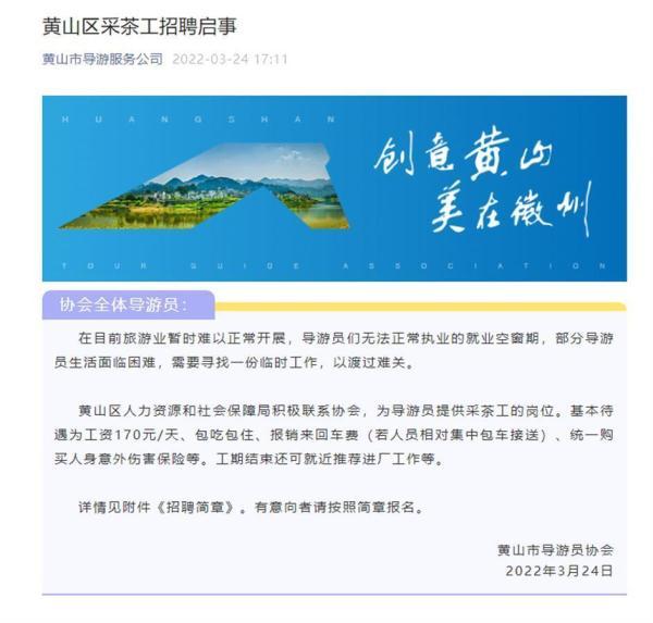 黄山20多名导游报名采茶：日薪170元，包吃包住
