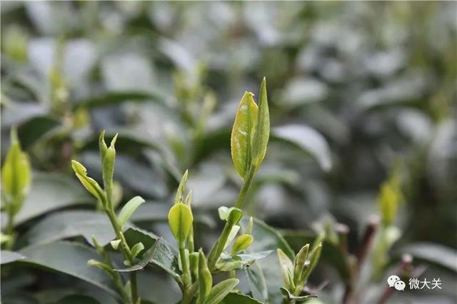 大关：“明前茶”茶香溢满城