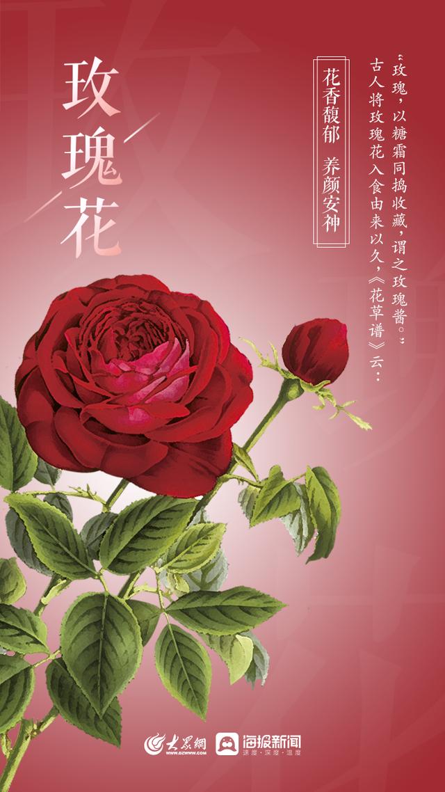 山东桂花