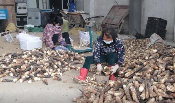 杭州每天10万斤早笋驰援上海