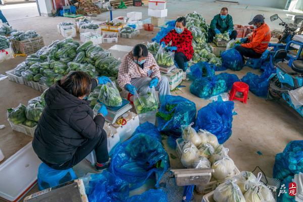 上海菜农：很多蔬菜难以运出