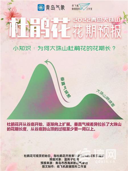 青岛大珠山杜鹃花迎来绽放时刻 预计可持续至5月下旬