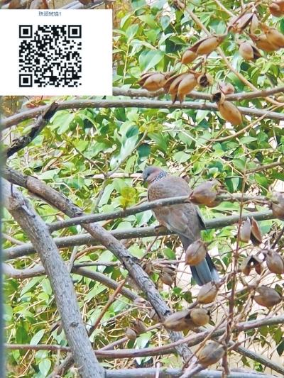 明天爱鸟日 郑州市区常见25种鸟类梳理 一起来感受下春日里的莺歌燕语