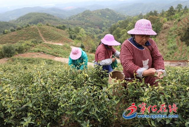 宁化：春暖白茶香 茶农采茶忙