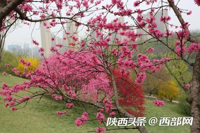 西安植物园菊花桃绚丽绽放，花朵酷似菊花，颜值比普通桃花高9