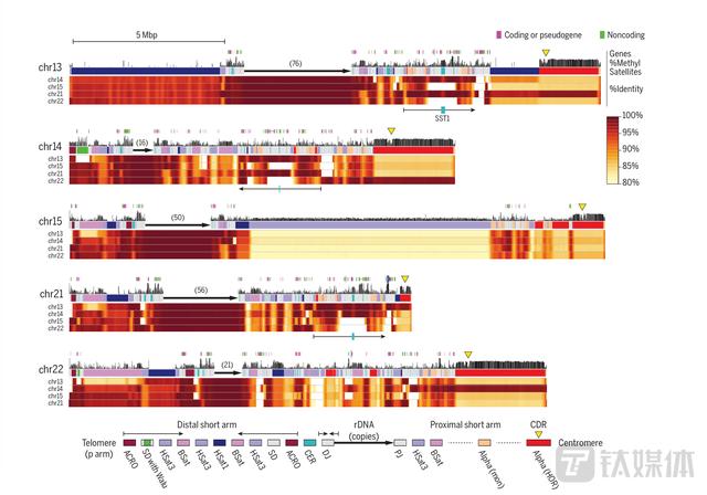 历时22年，超2亿个缺失的人类基因组首次破译｜钛媒体科普