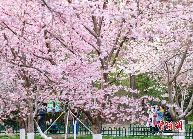 北京玉渊潭公园春和景明繁花似锦