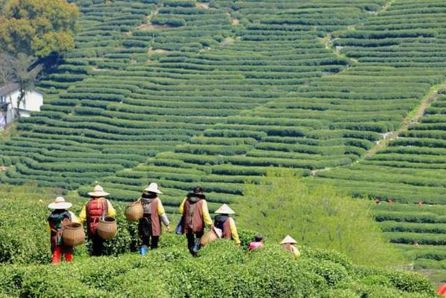 强推！杭州资深登山领队眼中，这“5条茶味登山线”最经典！小长假快走起
