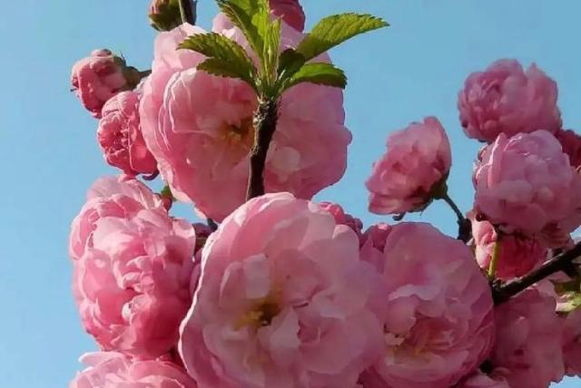 桃花杏花櫻花電視劇劇情簡介(桃花杏花櫻花日本劇免費看)-星座夢城