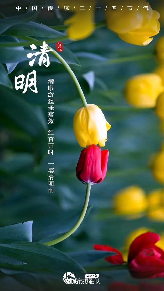 今日清明，酌杯杏花酒，与春天同行｜城市摄影队