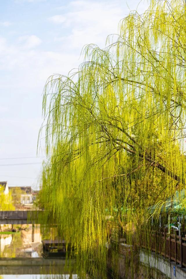 氛围感拉满！浙江这些宝藏乡村，春天一秒入画，出圈又出片