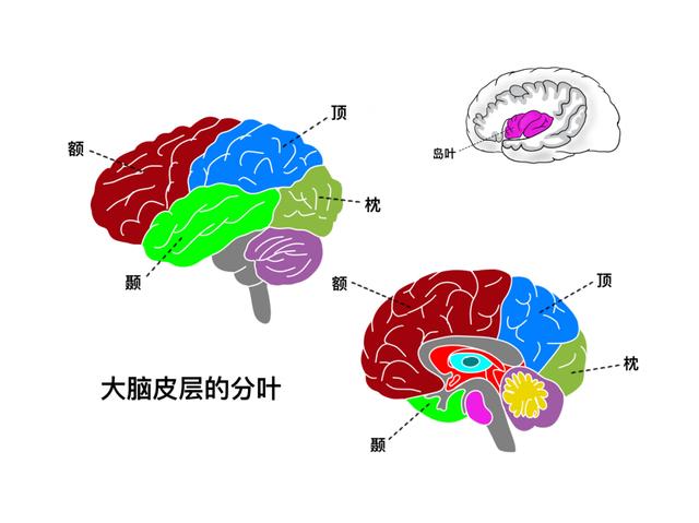 大脑皮层