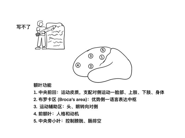 大脑皮层