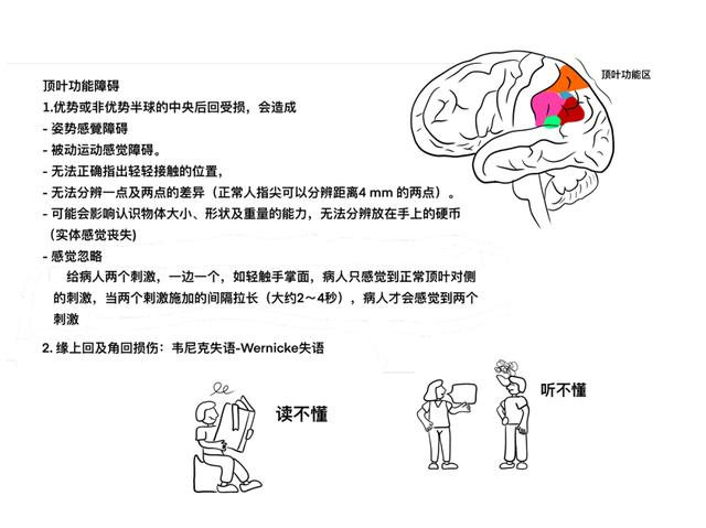 大脑皮层