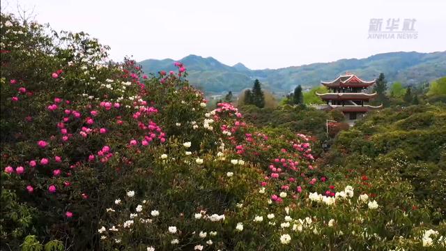 “地球彩带”再现！贵州毕节百里杜鹃进入盛花期，装扮人间四月天