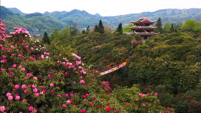 “地球彩带”再现！贵州毕节百里杜鹃进入盛花期，装扮人间四月天