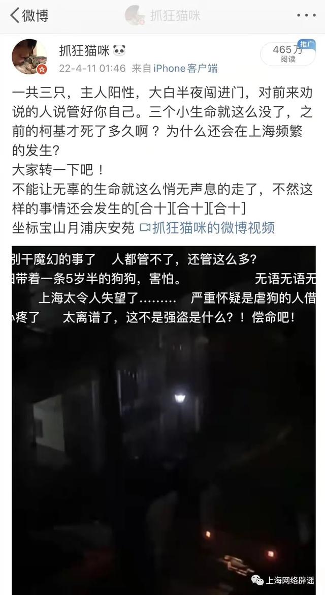 上海宠物狗（上海宠物狗被打死）