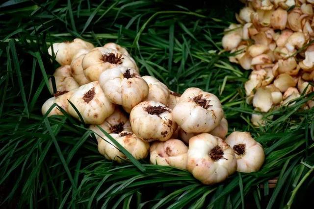 春季多吃这种“润肺菜”，嗓子不干不痒，夜里好梦香甜，今天就试试