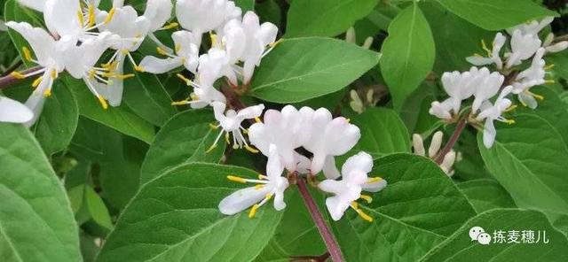 忍冬花 忍冬花「忍冬花提取物在化妆品中的作用」 生活