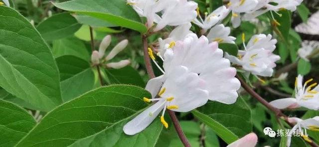 忍冬花 忍冬花「忍冬花提取物在化妆品中的作用」 生活