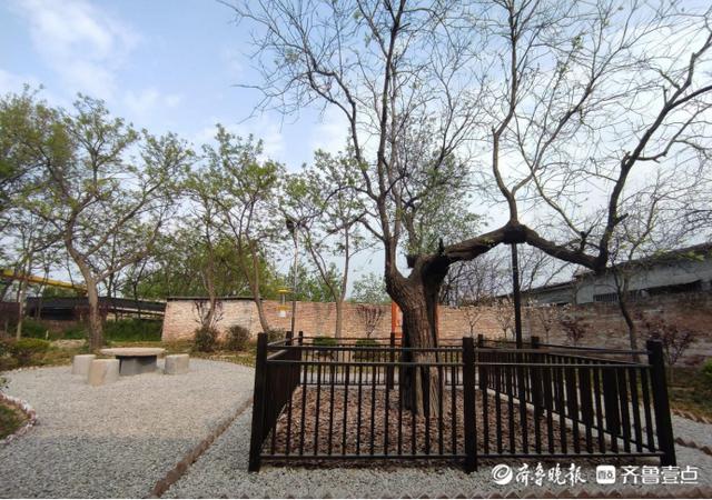 聊城市自然资源和规划局开发区分局将濒危古树复壮建成口袋公园