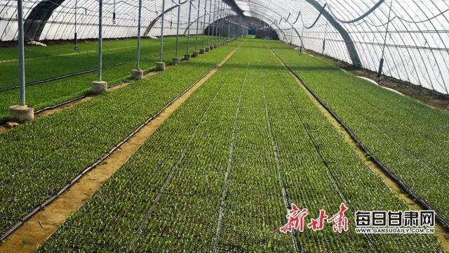 起跑，就是冲刺！——看甘肃农垦集团如何实现一季度“开门红”
